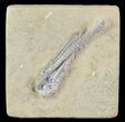 Crinoid (Halysiocrinus) Fossil - Crawfordsville, Indiana #78285-1
